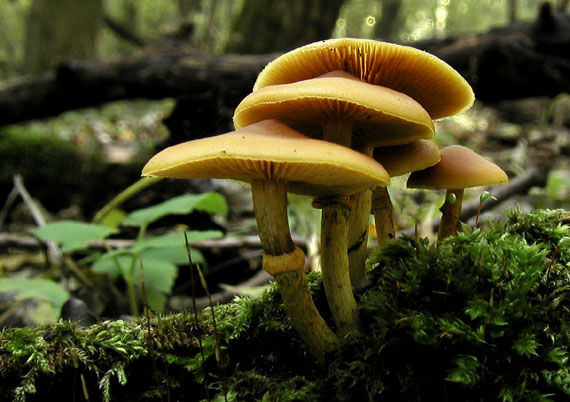 kapucňovka okrovohnedastá Galerina marginata (Batsch) Kühner