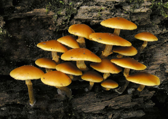 kapucňovka okrovohnedastá Galerina marginata (Batsch) Kühner