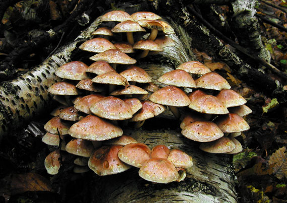 strapcovka tehlovočervená Hypholoma lateritium (Schaeff.) P. Kumm.