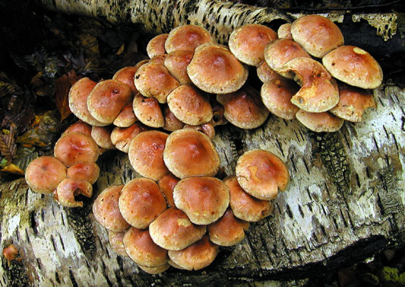 strapcovka tehlovočervená Hypholoma lateritium (Schaeff.) P. Kumm.