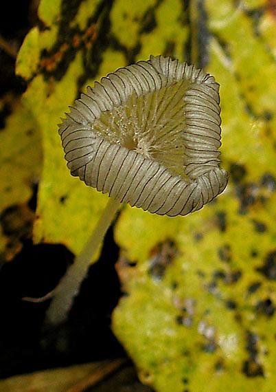 hnojník chlpatý Coprinopsis lagopus (Fr.) Redhead, Vilgalys & Moncalvo