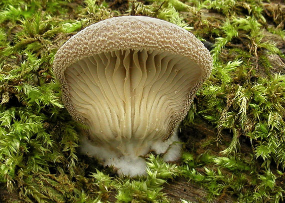 lastúrka plstnatá Hohenbuehelia mastrucata (Fr.) Singer