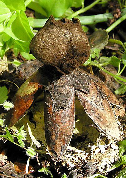 hviezdovka klenbová Geastrum fornicatum (Huds.) Hook.