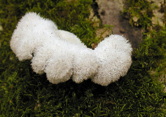 klanolupeňovka obyčajná Schizophyllum commune Fr.