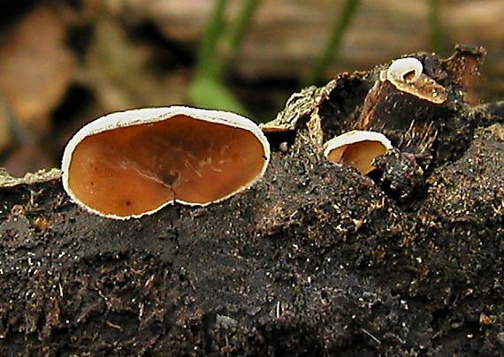 škľabka plstnatá Schizophyllum amplum (Lév.) Nakasone