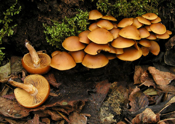 kapucňovka okrovohnedastá Galerina marginata (Batsch) Kühner