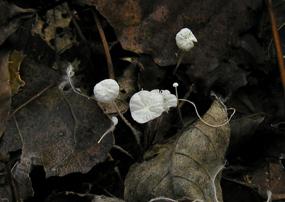 tancuľka Marasmiellus vaillantii (Pers.) Singer