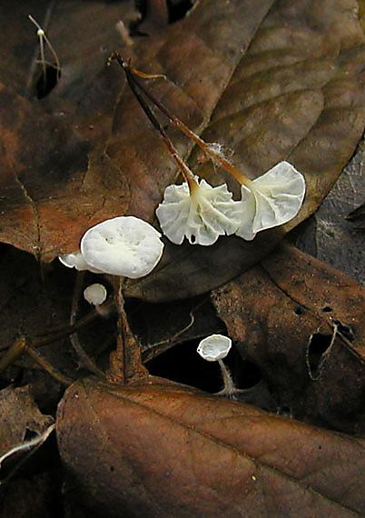 tancuľka Marasmiellus vaillantii (Pers.) Singer