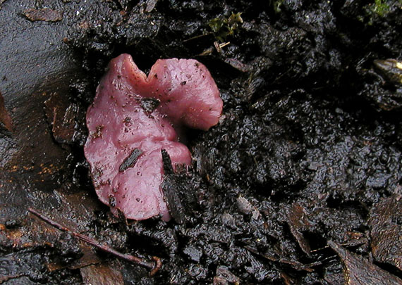 vrtidlovka veľkovýtrusná Ascocoryne cylichnium (Tul.) Korf