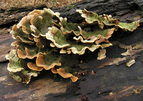 trúdnikovec pestrý Trametes versicolor (L.) Lloyd