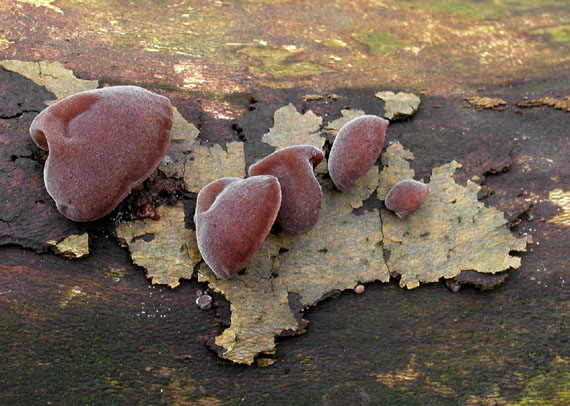 uchovec bazový Auricularia auricula-judae (Bull.) Quél.