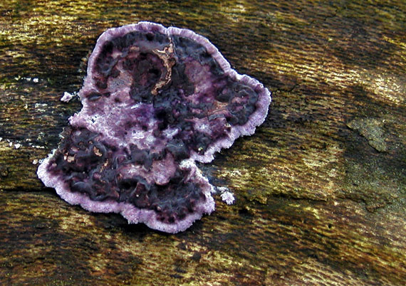 pevníkovec purpurový Chondrostereum purpureum (Pers.) Pouzar