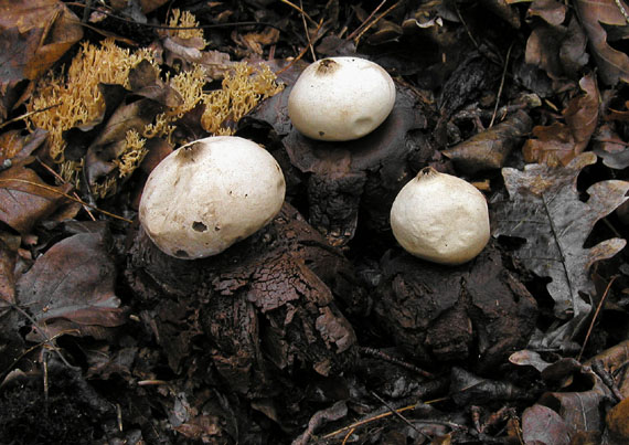 hviezdovka Geastrum sp.