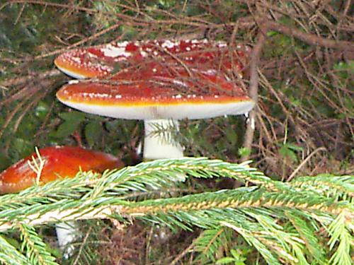 muchotrávka červená Amanita muscaria (L.) Lam.