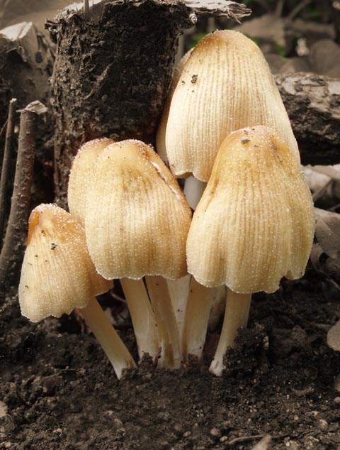 hnojnik ligotavy Coprinellus micaceus (Bull.) Vilgalys, Hopple & Jacq. Johnson