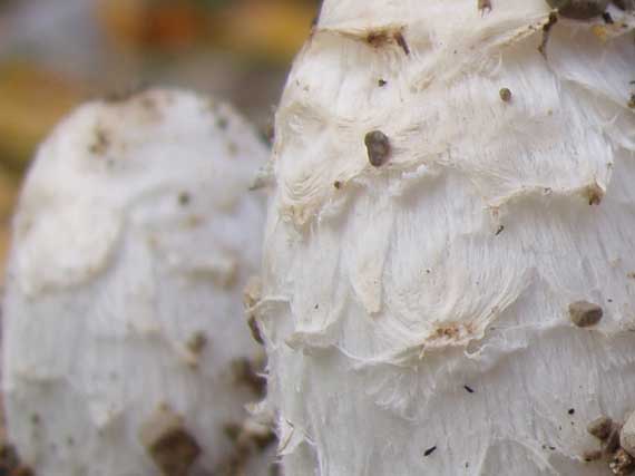 hnojnik obycajny - detail Coprinus comatus (O.F. Müll.) Pers.