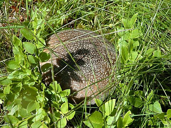 muchotrávka hrubá Amanita excelsa (Fr.) Bertill.