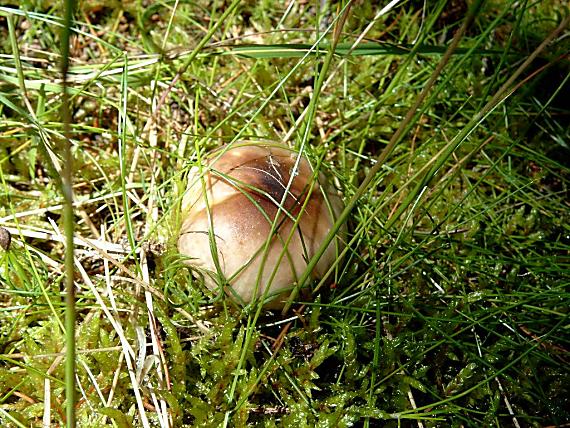 plávka lasičia Russula mustelina Fr.