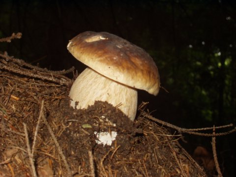 hríb smrekový Boletus edulis Bull.