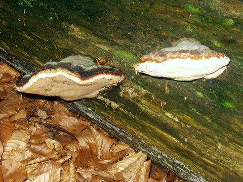 prachnovček pasikavy Fomitopsis pinicola (Sw.) P. Karst.