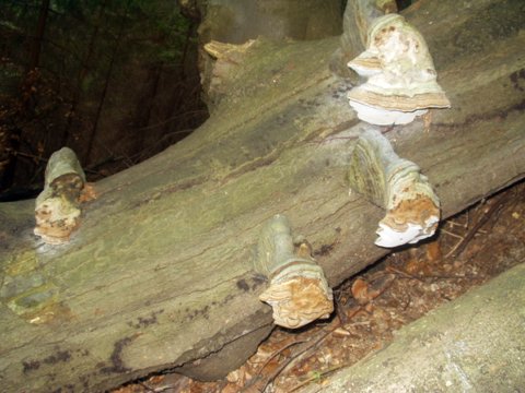 prachnovček pasikavy. Fomitopsis pinicola (Sw.) P. Karst.