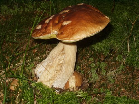 hrib Smrekovy. Boletus edulis Bull.