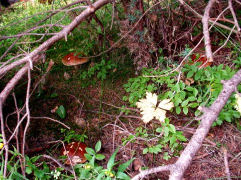 hríb smrekový Boletus edulis Bull.