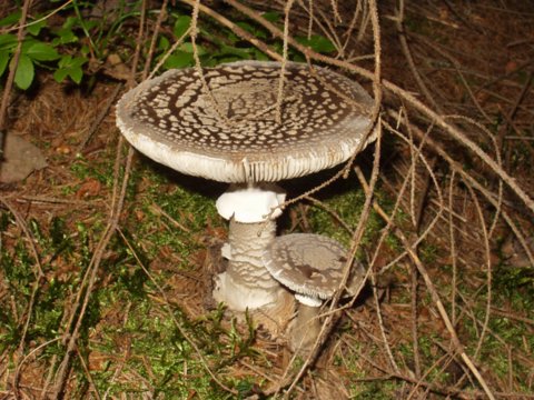 muchotrávka tigrovaná Amanita pantherina (DC.) Krombh.