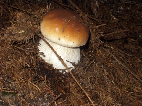 hríb smrekový Boletus edulis Bull.