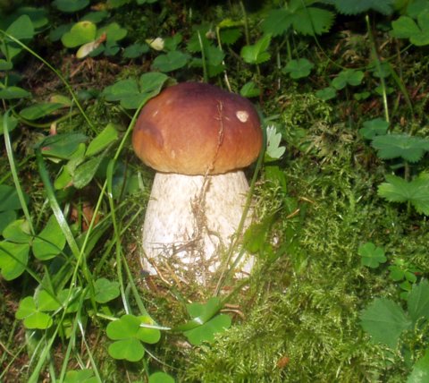 hríb smrekový Boletus edulis Bull.