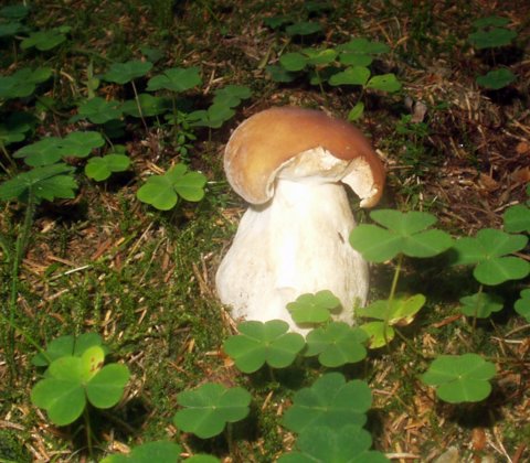 hríb smrekový Boletus edulis Bull.