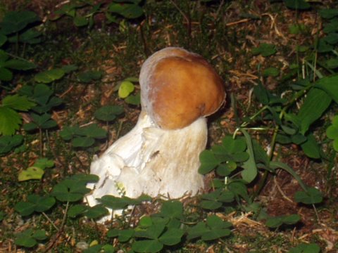 hríb smrekový Boletus edulis Bull.