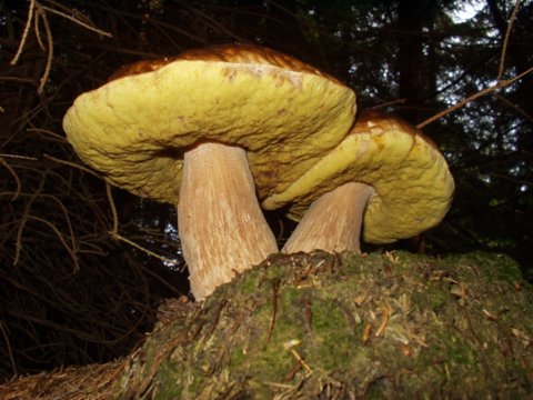 hríb smrekový Boletus edulis Bull.