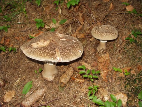 muchotrávka tigrovaná Amanita pantherina (DC.) Krombh.