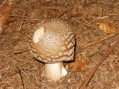 muchotrávka hrubá Amanita excelsa (Fr.) Bertill.