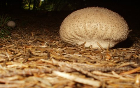 prášnica bradavičnatá Lycoperdon perlatum Pers.