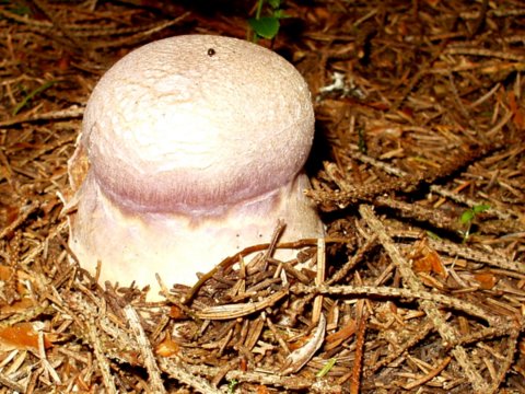 pavučinovec smradľavý Cortinarius traganus (Fr.) Fr.