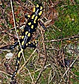 salamandra škvrnita