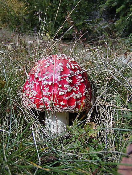 muchotrávka červená Amanita muscaria (L.) Lam.