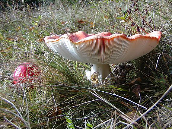 muchotravka cervena Amanita muscaria (L.) Lam.