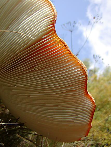 muchotrávka červená Amanita muscaria (L.) Lam.