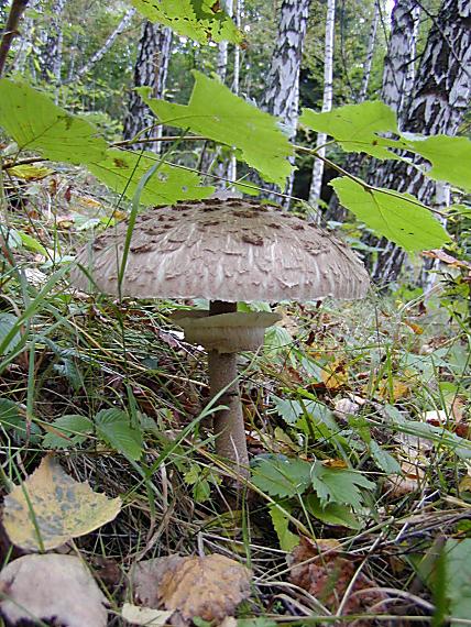 bedľa vysoká Macrolepiota procera (Scop.) Singer