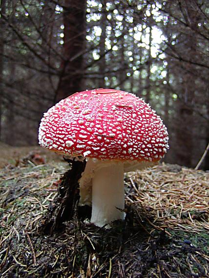 muchotrávka červená Amanita muscaria (L.) Lam.