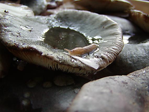 plávka buková?? Russula heterophylla??