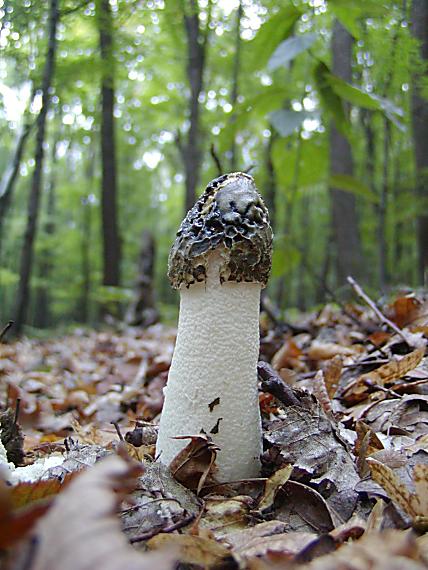 hadovka smradľavá Phallus impudicus L.