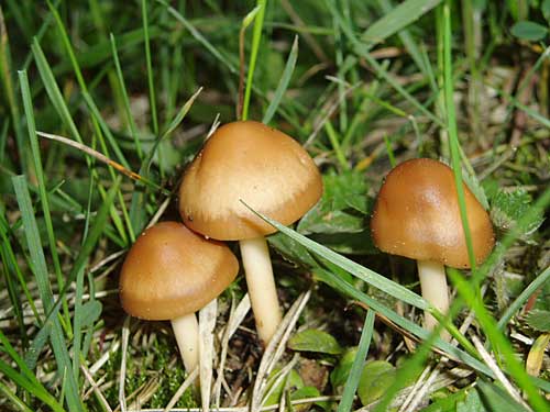 tanečnica poľná/Špička obecná Marasmius oreades (Bolton) Fr.