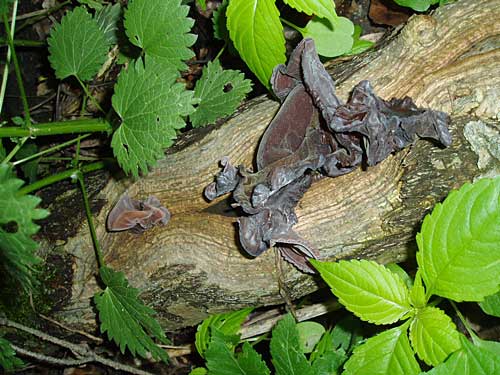 uchovec bazový Auricularia auricula-judae (Bull.) Quél.