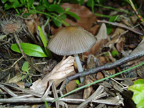 hnojník Coprinus sp.