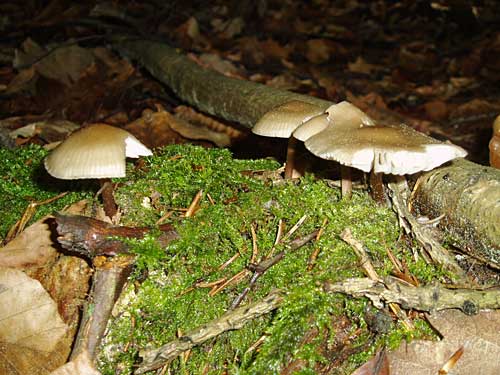 prilbička Mycena sp.