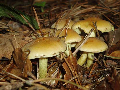 strapcovka maková/Třepenitka maková Hypholoma capnoides (Fr.) P. Kumm.